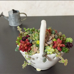多肉植物 in ミニバスケット
