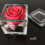 CUBE  ROSE 【preserved flower pink】
