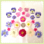 押し花素材＊ミックス③