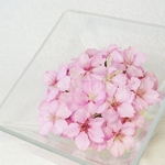 桜　ドライフラワー　スクエアM　ボトルフラワー