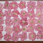 押し花商品【千鳥草　ピンク】