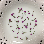 ボロニアピナータ(押し花)