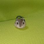 シマリス ヘアゴム 羊毛フェルト