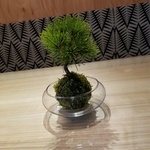 癒しの苔玉【黒松】器付き