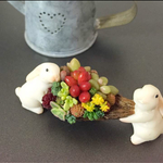 多肉植物 with ラビット