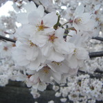 ☆cherry7star様＊専用ページ☆