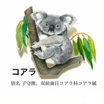 動物図鑑みたいなブローチ／コアラ