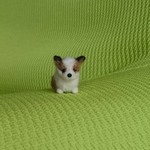 コーギー レッド＆ホワイト パピー羊毛フェルト
