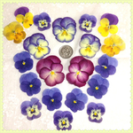 押し花素材＊ビオラ色々20②