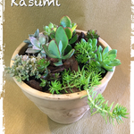 多肉植物寄せ植え