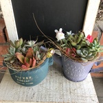 多肉植物寄せ植えお得セット C