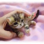 おねがいにゃんこＮｏ．14