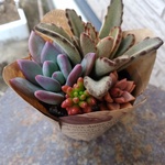 多肉植物　寄せ植え4種　チョコレートソルジャーなど