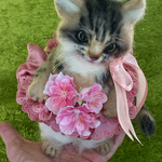 羊毛フェルトマンチカンの春