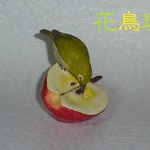 りんごを食べるメジロさん