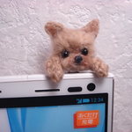 　スマホの上から顔を出した　ヨーキー　イヤホンジヤック