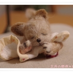 すやすや・ねんね（チワワ）