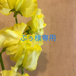ぷぅ様専用