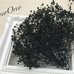蕾かすみ草 ブラック