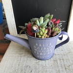 多肉植物寄せ植え☆BPJ