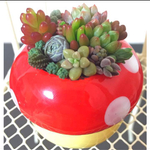キノコ in多肉植物 Red