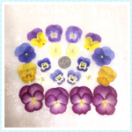 押し花＊ビオラ色々20③
