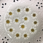 マトリカリア(押し花)