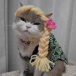 金髪美人🌺猫用帽子 犬用帽子