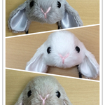 たれみみ しろうささんヘアゴム