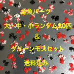 金魚パーツランダム20匹とグリーンモスセット（送料込み）