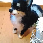 チワワ（ブラック）