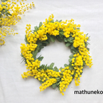 お庭のフレッシュミモザの小さな春リース