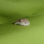 とろとろおねむハムスター 羊毛フェルト