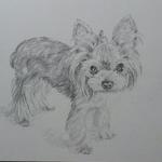 【rin812rin様オーダー品】愛犬イラストセット