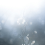 aoi【A4の写真を飾ろう】梅の雪