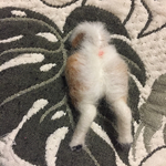 ワンコのお尻ブローチ