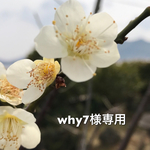 why7様専用ページ☆