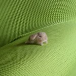 とろとろおねむうさぎ 羊毛フェルト