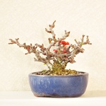小品盆栽　長寿梅（赤花)  no.00009