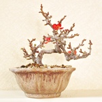 小品盆栽　長寿梅（赤花)  no.00097