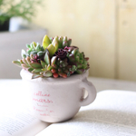ミニコーヒーカップのサキュレント