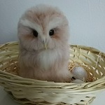 ★送料込★卵とヒナのフクロウ兄弟