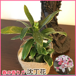 春を告げる香り♬斑入り 沈丁花（ジンチョウゲ）苗 庭木 鉢植え 花壇に