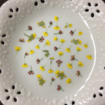 アリッサム黄色(押し花)