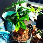 観葉植物 パキラ 抜き苗