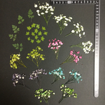 押し花  特別オーダー品 NO.542