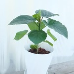 送料無料！人気のウンベラータ観葉植物
