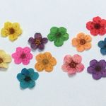 ◆送料込み！◆ドライフラワー(押し花)