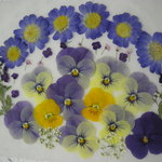 ✿春のお花いろいろ、押し花素材✿　　❀JSA-12