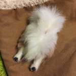 ポメちゃんのお尻のブローチ